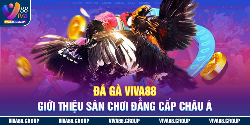 Đá gà Viva88 - Sảnh chơi chắp cánh giấc mơ làm giàu
